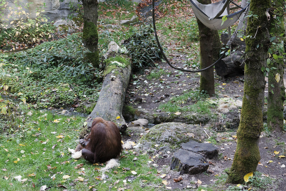 Woodland Park Zoo — photo 80